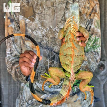 Adult White Head Green Iguana For Sale - Underground Reptiles