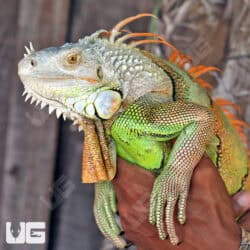 Adult White Head Green Iguana For Sale - Underground Reptiles