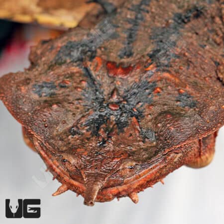 Mata Mata Turtles For Sale - Underground Reptiles