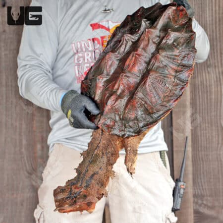 Mata Mata Turtles For Sale - Underground Reptiles