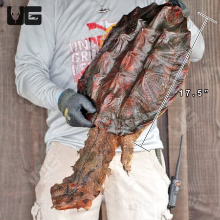 Mata Mata Turtles For Sale - Underground Reptiles