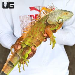 Adult White Head Green Iguana For Sale - Underground Reptiles