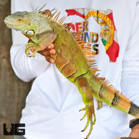 Adult White Head Green Iguana For Sale - Underground Reptiles