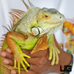 Adult White Head Green Iguana For Sale - Underground Reptiles