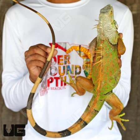 Adult White Head Green Iguana For Sale - Underground Reptiles