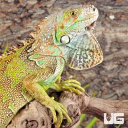 Yearling Green Iguanas (Iguana iguana) For Sale - Underground Reptiles