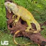 Yearling Green Iguanas (Iguana iguana) For Sale - Underground Reptiles
