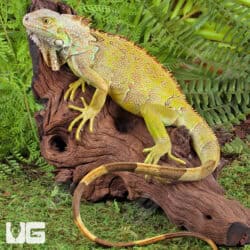 Yearling Green Iguanas (Iguana iguana) For Sale - Underground Reptiles