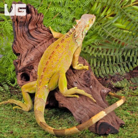 Yearling Green Iguanas (Iguana iguana) For Sale - Underground Reptiles