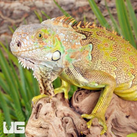 Yearling Green Iguanas (Iguana iguana) For Sale - Underground Reptiles