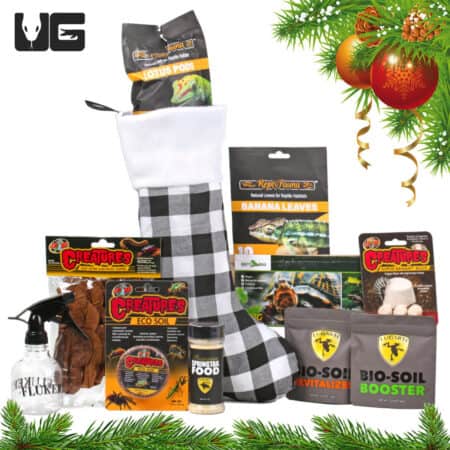 Isopod Starter Stocking