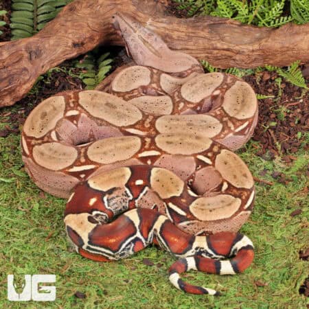 Suriname Redtail Boas For Sale - Underground Reptiles