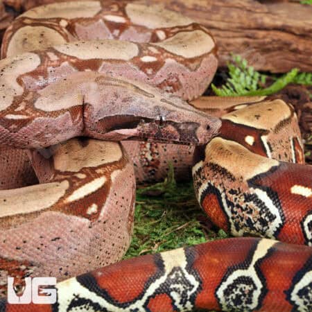 Suriname Redtail Boas For Sale - Underground Reptiles