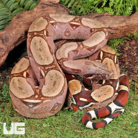 Suriname Redtail Boas For Sale - Underground Reptiles