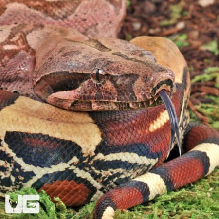 Suriname Redtail Boas For Sale - Underground Reptiles