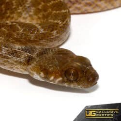 Madagascar Cat Eye Snakes For Sale - Underground Reptiles