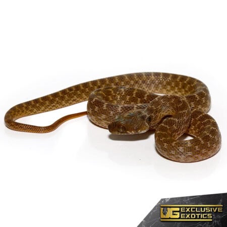 Madagascar Cat Eye Snake, a unique reptile with distinctive eye patterns. Perfect for exotic pet ent.