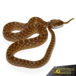 Madagascar Cat Eye Snakes For Sale - Underground Reptiles