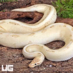 Adult Male Banana Pastel Ball Python For Sale - Underground Reptiles