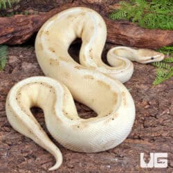 Adult Male Banana Pastel Ball Python For Sale - Underground Reptiles