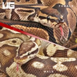 Adult Pied Project Pair For Sale - Underground Reptiles