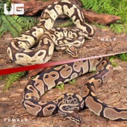 Adult Pied Project Pair For Sale - Underground Reptiles