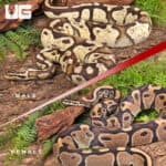 Adult Pied Project Pair For Sale - Underground Reptiles