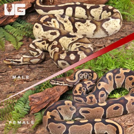 Adult Pied Project Pair For Sale - Underground Reptiles