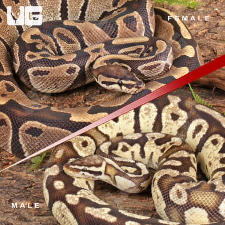 Adult Pied Project Pair For Sale - Underground Reptiles