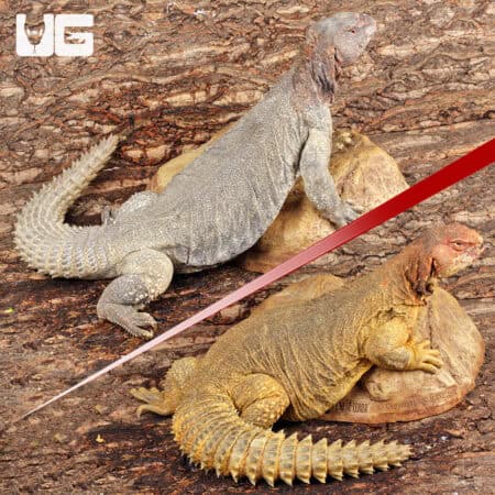 Adult Microlepis Uromastyx for sale - Underground Reptiles