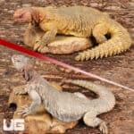 Adult Microlepis Uromastyx for sale - Underground Reptiles