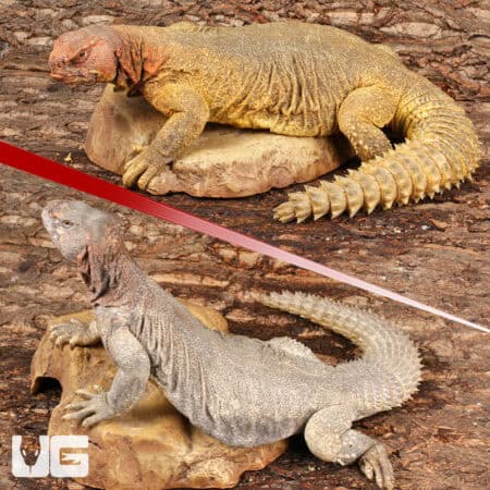 Adult Microlepis Uromastyx for sale - Underground Reptiles