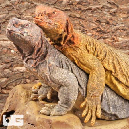 Adult Microlepis Uromastyx for sale - Underground Reptiles