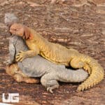 Adult Microlepis Uromastyx for sale - Underground Reptiles