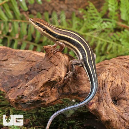 Blue Tailed Skinks For Sale - Underground Reptiles