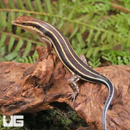 Blue Tailed Skinks For Sale - Underground Reptiles