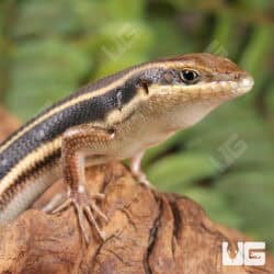 Blue Tailed Skinks For Sale - Underground Reptiles