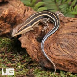 Blue Tailed Skinks For Sale - Underground Reptiles