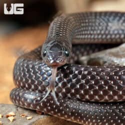 African Shovel Snout Snakes For Sale - Underground Reptiles