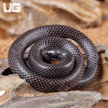 African Shovel Snout Snakes For Sale - Underground Reptiles