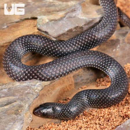 African Shovel Snout Snakes For Sale - Underground Reptiles