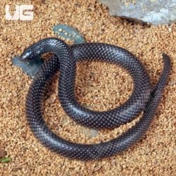 African Shovel Snout Snakes For Sale - Underground Reptiles