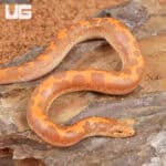Baby Albino Kenyan Sand Boas (Eryx colubrinus) For Sale - Underground Reptiles