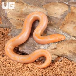 Baby Albino Striped Kenyan Sand Boas For Sale - Underground Reptiles