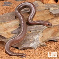 Baby Anery Kenyan Sand Boas For Sale - Underground Reptiles