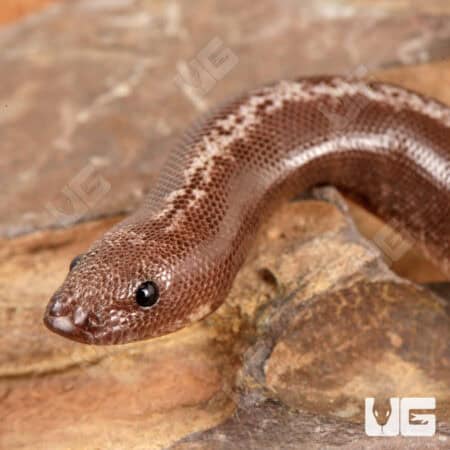 Baby Anery Kenyan Sand Boas For Sale - Underground Reptiles