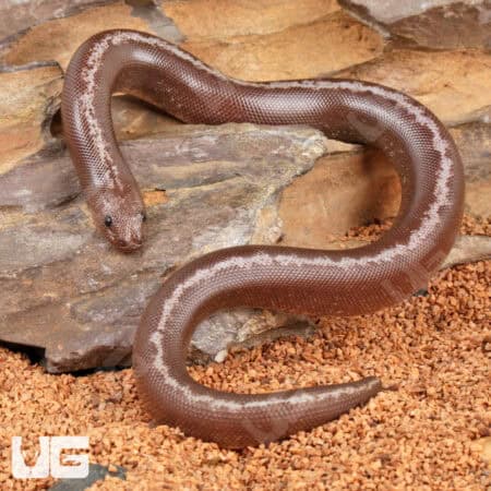 Baby Anery Kenyan Sand Boas For Sale - Underground Reptiles