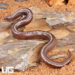 Baby Anery Kenyan Sand Boas For Sale - Underground Reptiles