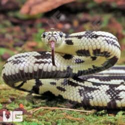 Baby Aberrant Striped California Kingsnakes (Lampropeltis getula californiae) For Sale - Underground Reptiles