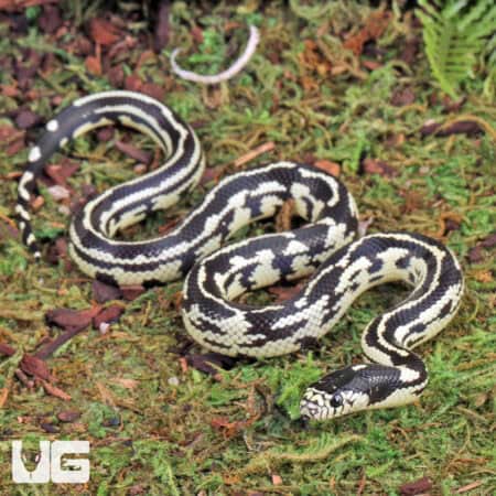 Baby Aberrant Striped California Kingsnakes (Lampropeltis getula californiae) For Sale - Underground Reptiles